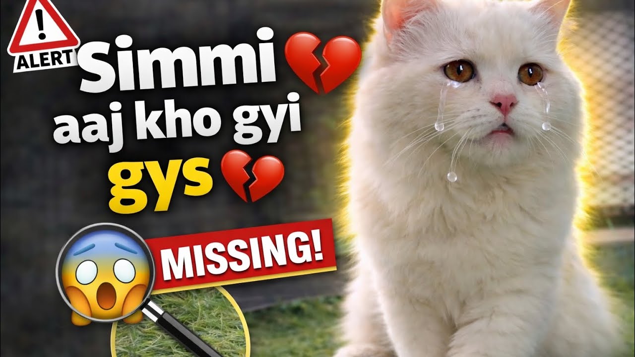 Aaj simmy kho gyi gys@simmi.simba_00 #youtube #petlover #cute #kitten #cat #vlogs #youtube #simmi