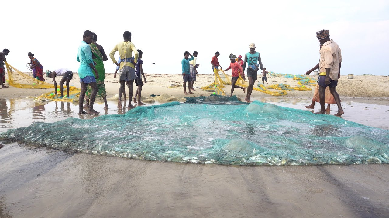 Fishermen Catching Tons of Seafood in Dhanushkodi, The last land of India
