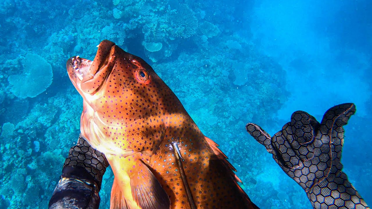 Monster Coral Trouts Spearfishing - Catch & Cook (Centipede Reef, Townsville) Ep.24