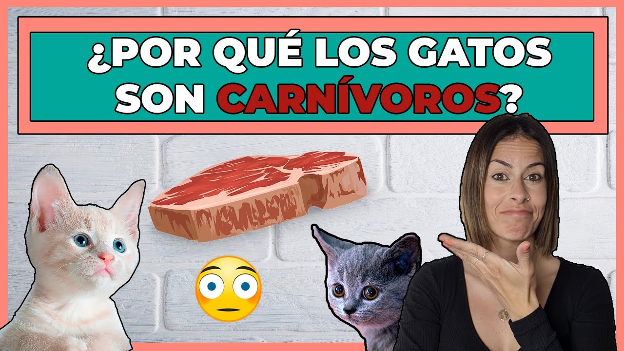 COMIDA PARA GATOS 😸 | ¿Qué ALIMENTOS NECESITAN? 🥩