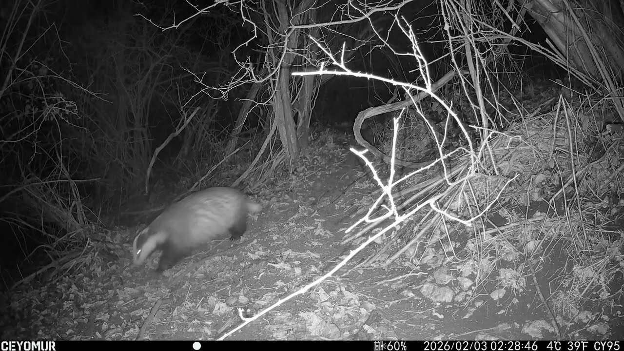 Yard Cam 1 - 3 Feb 2026