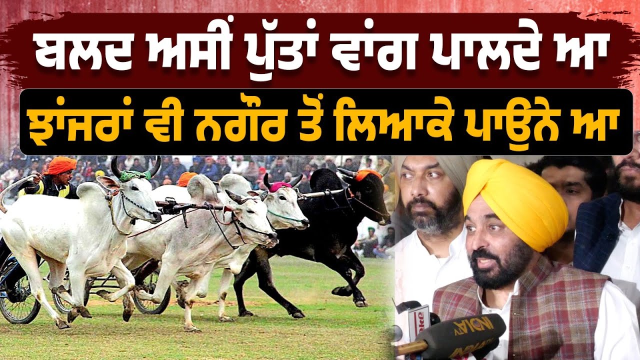 ਬਲਦ ਅਸੀਂ ਪੁੱਤਾਂ ਵਾਂਗ ਪਾਲਦੇ ਆ,ਝਾਂਜਰਾਂ ਵੀ ਨਗੌਰ ਤੋਂ ਲਿਆਕੇ ਪਾਉਨੇ ਆ - CM Maan | My Punjabi TV