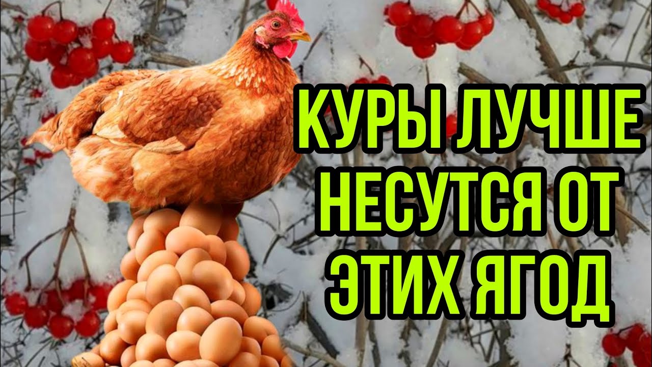 Мешанка для кур. Рецепт для повышения яйценоскости 🚀