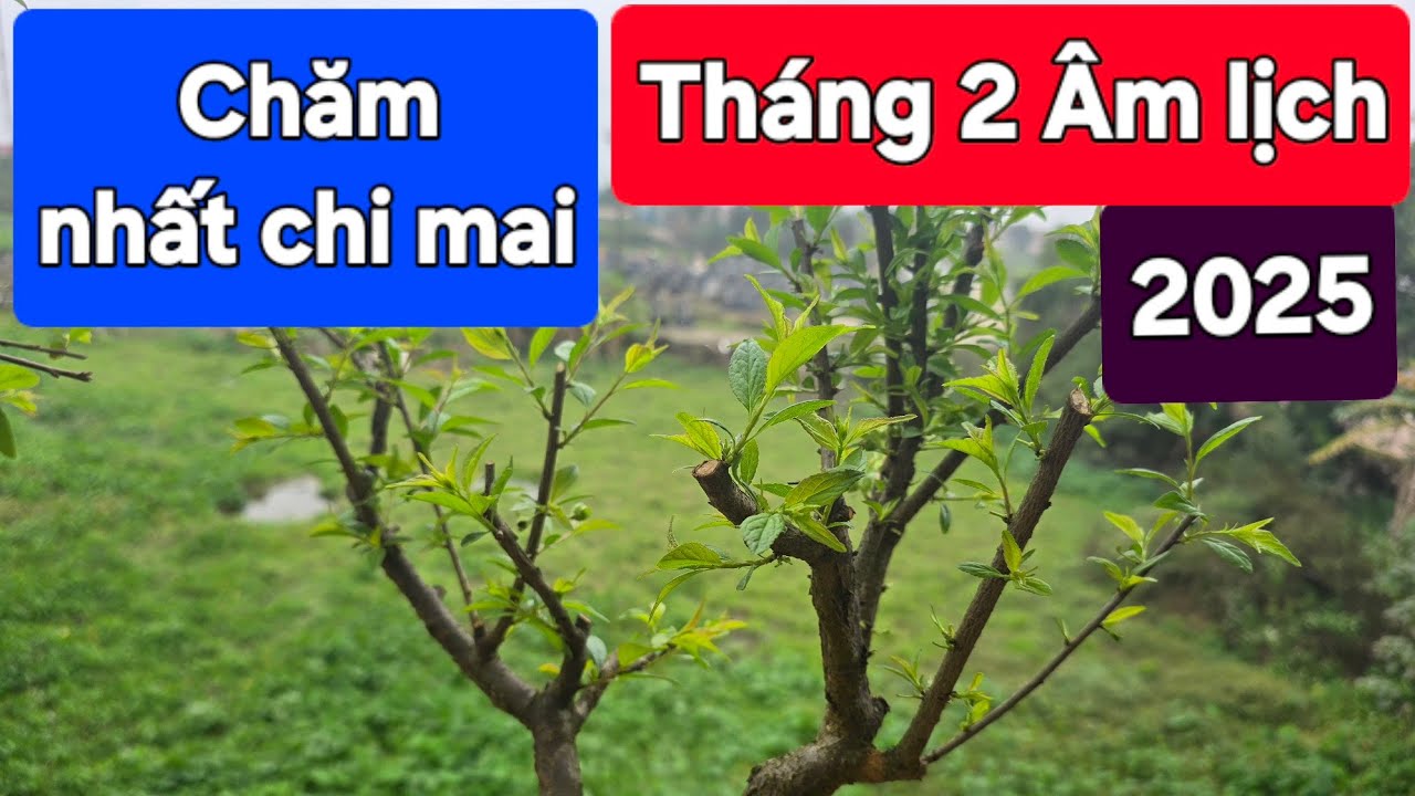 Chăm nhất chi mai tháng 2 âm lịch 2025