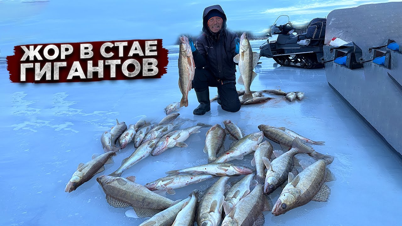 Руки ЗАТРЯСЛИСЬ от такой рыбалки / ЖОР судака в стаде ГИГАНТОВ