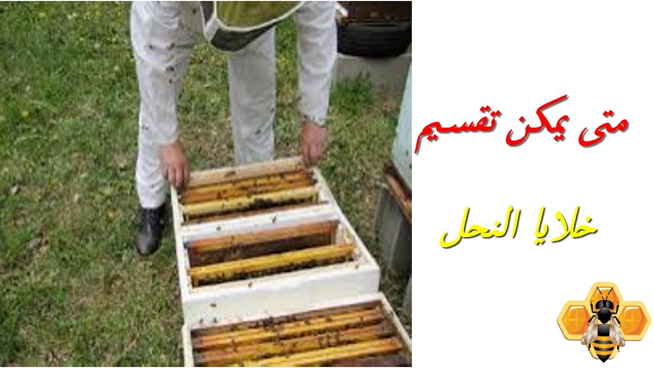 متى يمكن تقسيم خلايا النحل؟