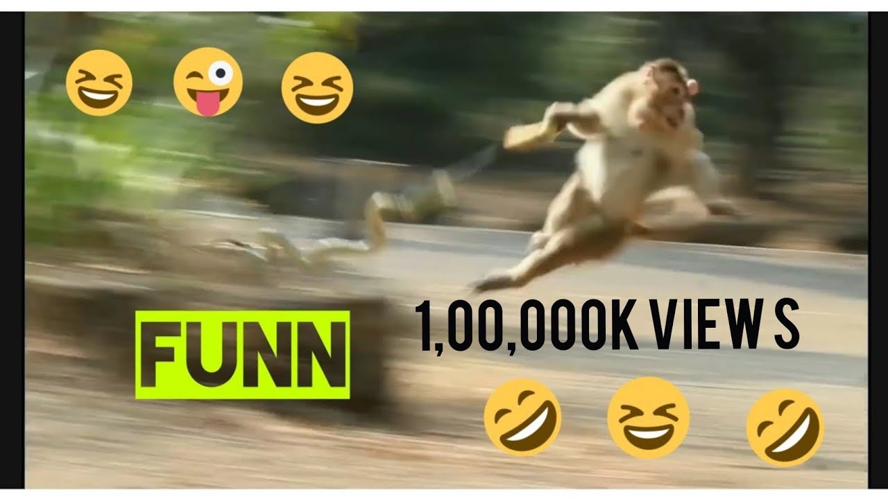 Monkey Prank || Funny Monkey 2021 ||  funny video