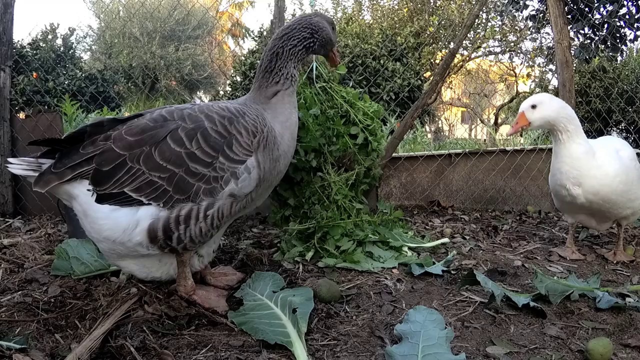 Cosa mangiano le mie oche da guardia