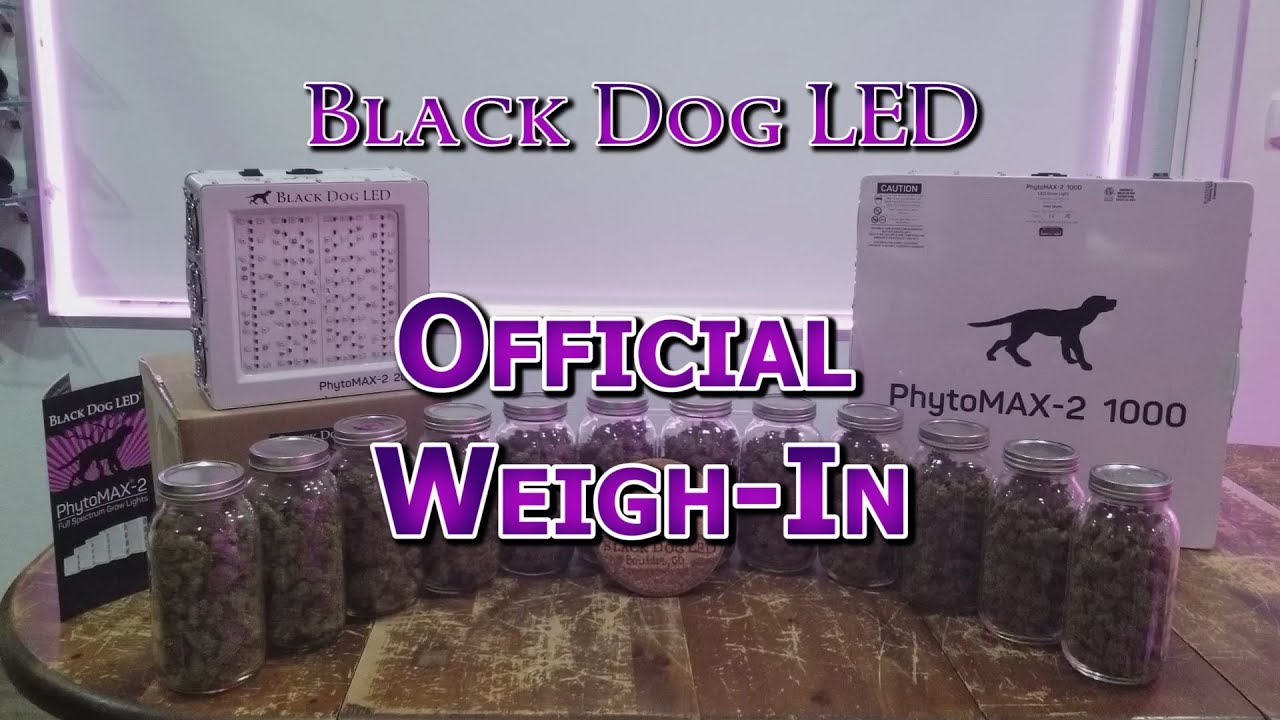 Black Dog LED Official PhytoMAX-2 Weigh-in
