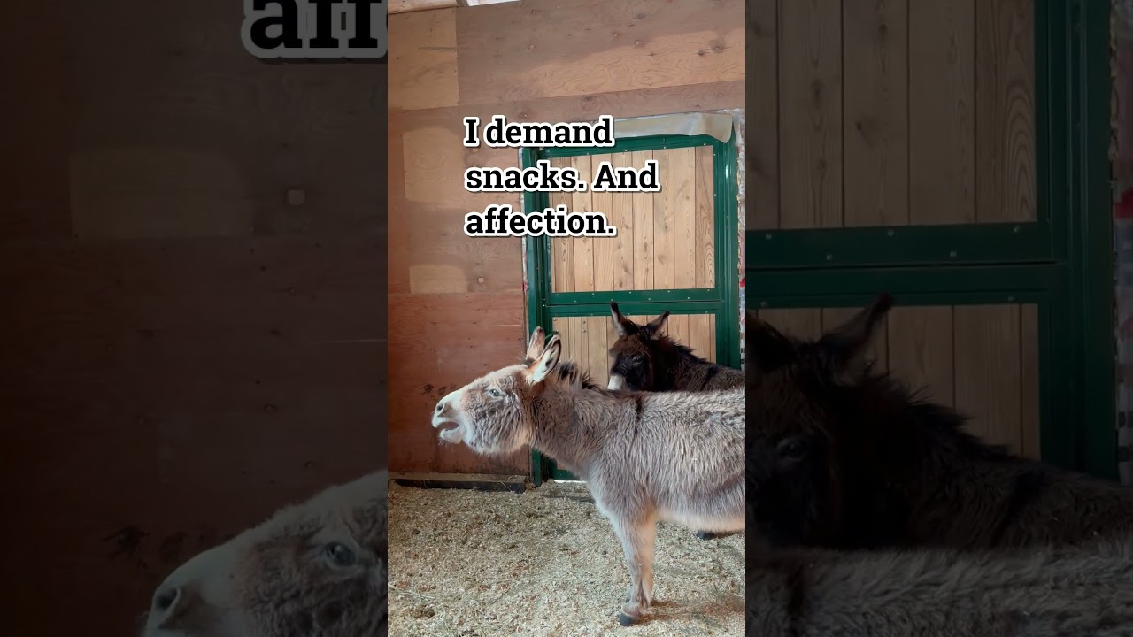 Braying Louie: The Donkey Who Loves Attention. #shorts
