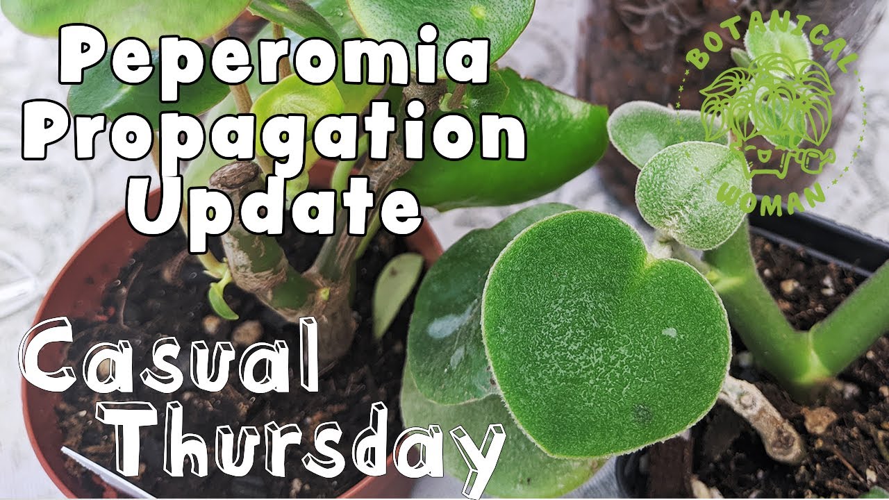 Casual Thursdays - Peperomia Propagation Update
