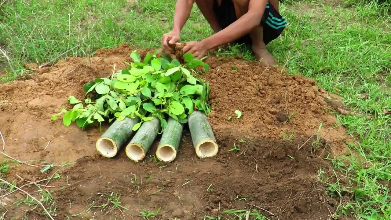 Primitive Technology   Find  Quail in forest trap   Grilled Birds eating delicious