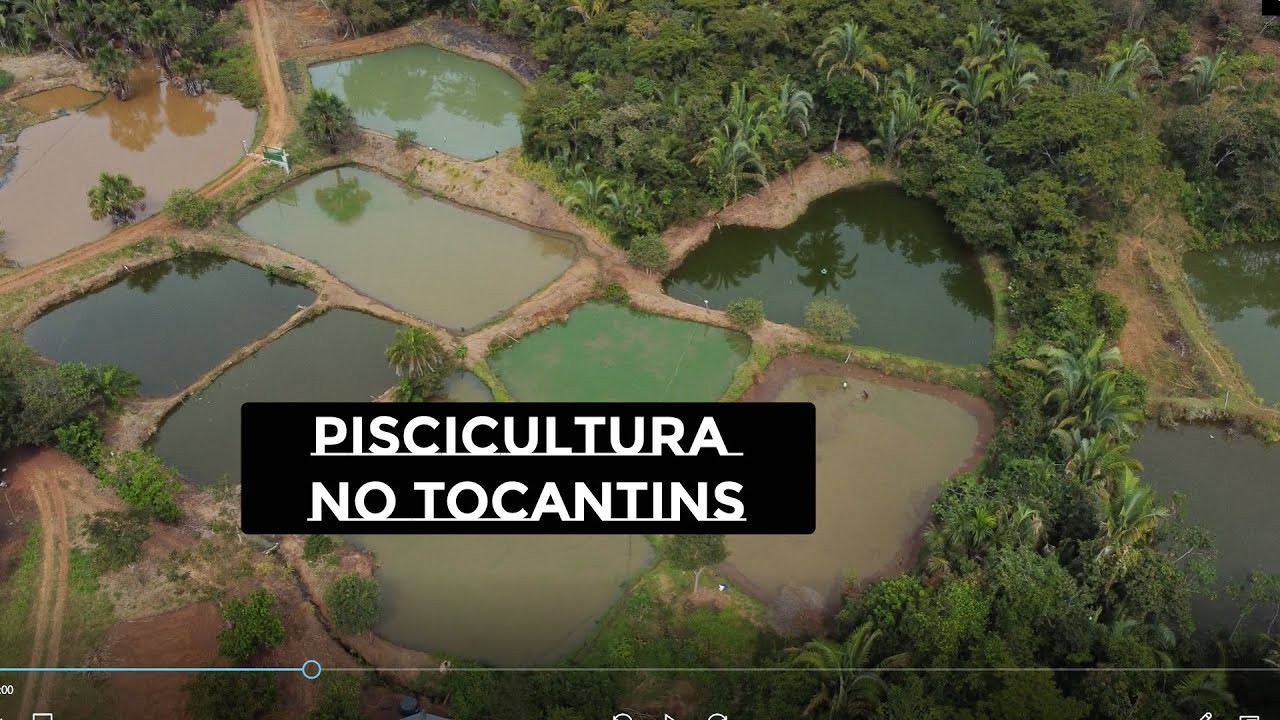 Piscicultura   No Tocantins