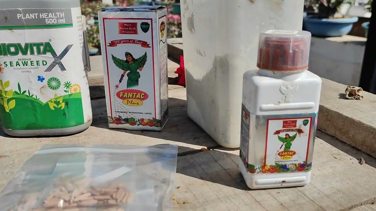 अडेनियम सीड्स लगाने से पहले यह कर ले जर्मिनेशन रेट  100%होगा |adenium seeds treatment before showing