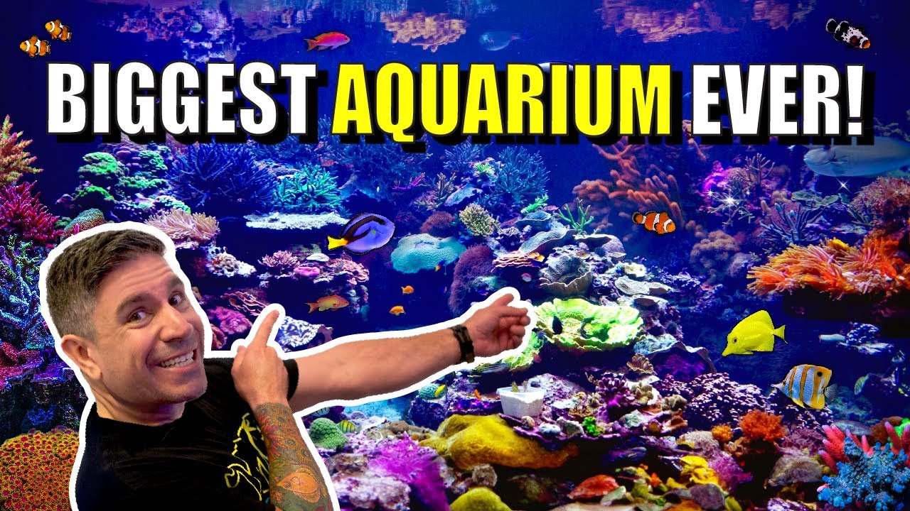 LARGEST Reef Tank We've EVER Seen!!! 🤯