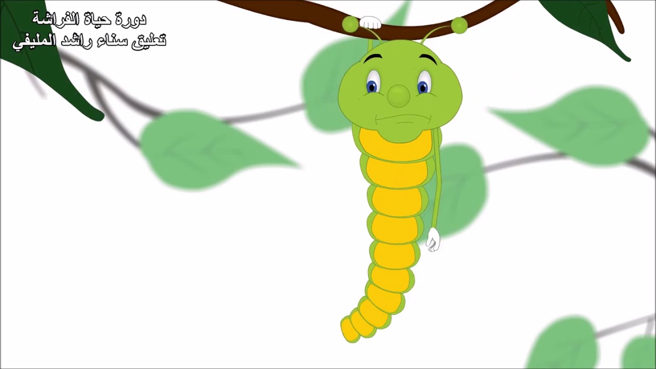 دورة حياة الفراشة