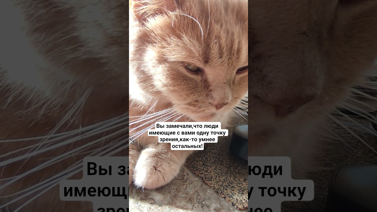 Замечали? #котмишель #cat #мем #кот #смех #приколы #ржака #юмористическийконтент #юмор