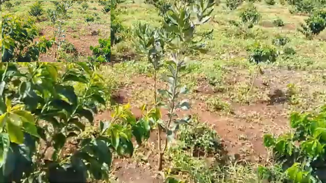 Macadamia Trees as Shade Trees in Coffee Farming: A Sustainable and Profitable Partnership.