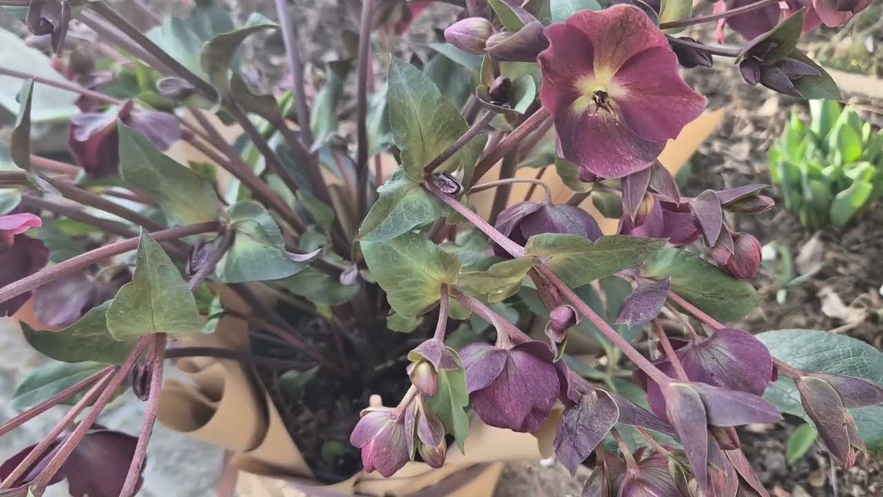 Cand se planteaza helleborus ?