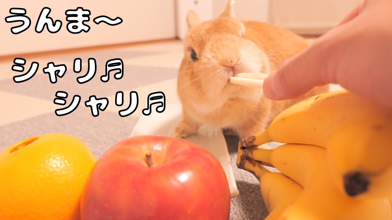 大好きなリンゴを食べた後におやつをゴミ箱に捨てられちゃったウサギ【No.1195】