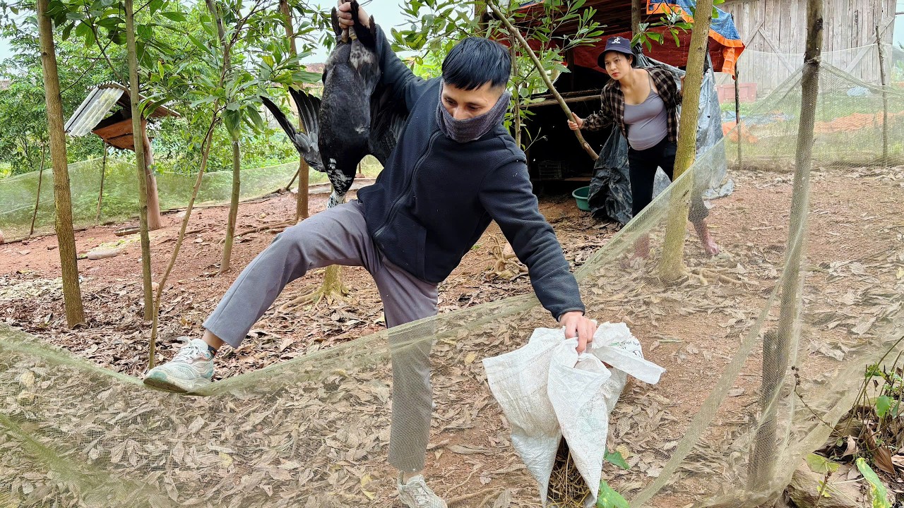 After the Lunar New Year, I lost the chickens and ducks I had been raising for several months.