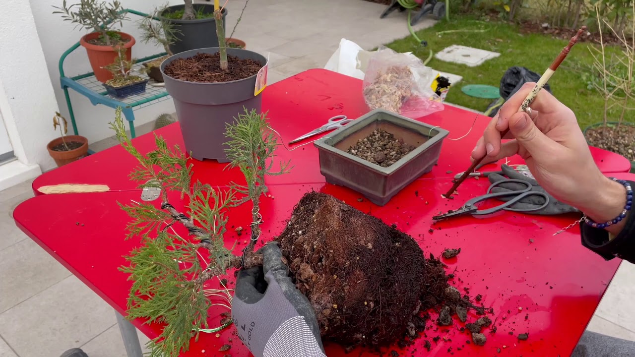 RINVASI PREBONSAI pt.2 - Rinvaso ginepro bonsai 2021