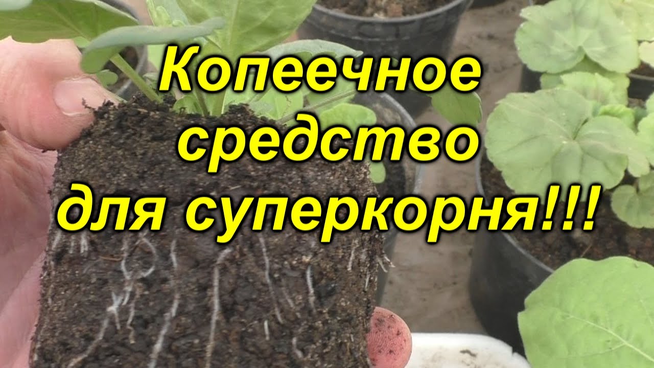 От этого средства корень на рассаде будет просто супер! Обязательно попробуйте!
