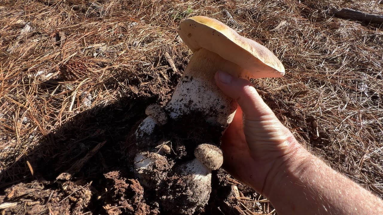 Another successful mushroom hunt in Monterey, California November 2022.