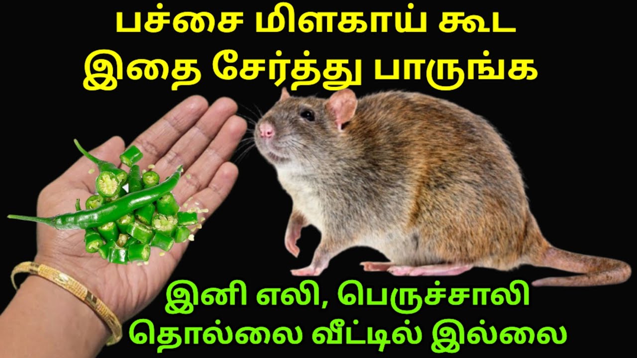 எலி தொல்லையா? இனி வருடம் முழுசும் வீட்டு பக்கம் வராது|get rid of rats|eli thollai|kitchen tips tamil