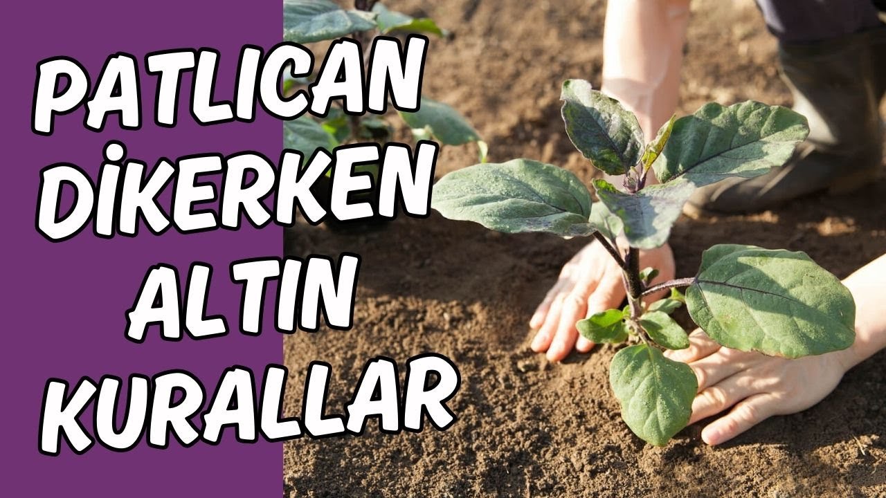 Patlıcan Dikerken Altın Tüyolar 🍆 #patlıcan