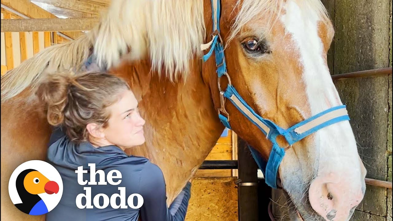 Брошенная рабочая лошадь с радостью отреагировала на обрезку копыт | The Dodo Heroes