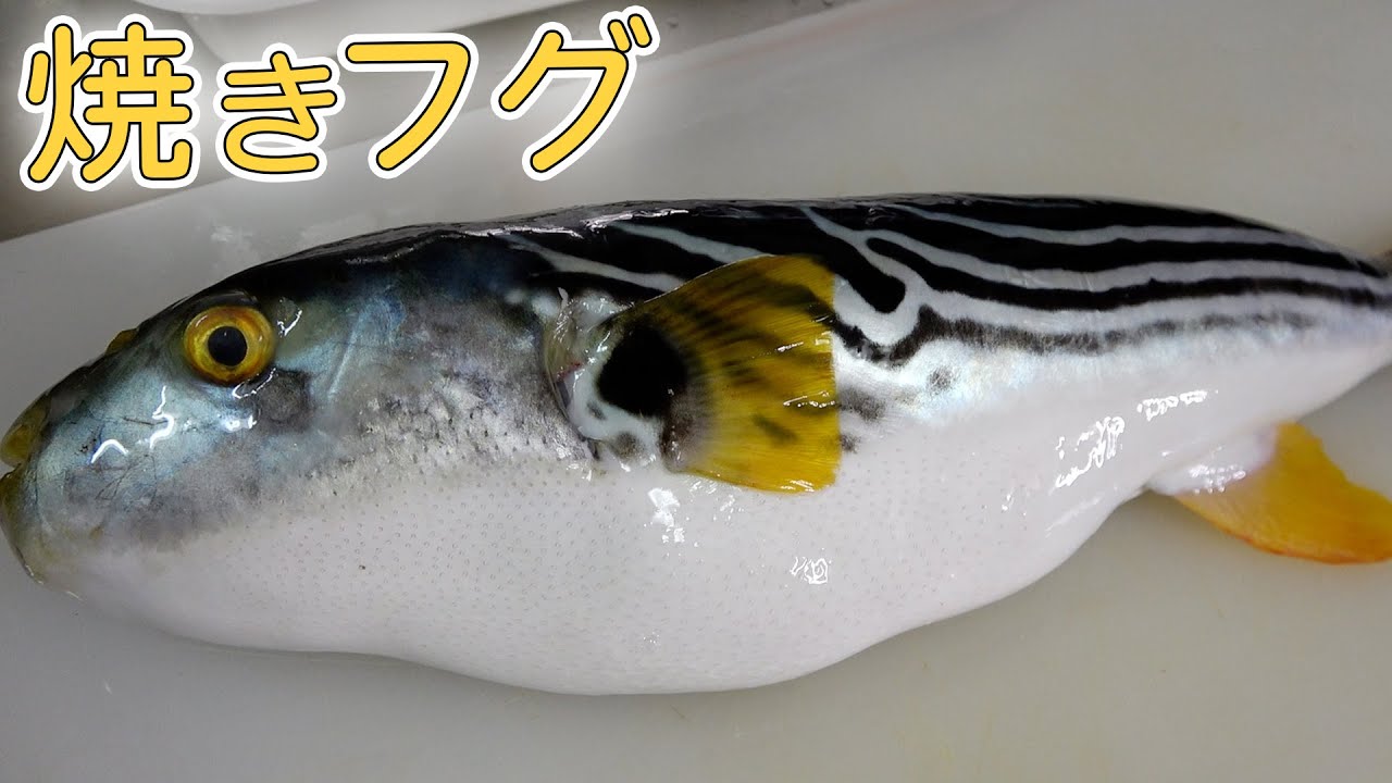 【七輪で晩酌】安く買えるけど実は美味しい○○フグ