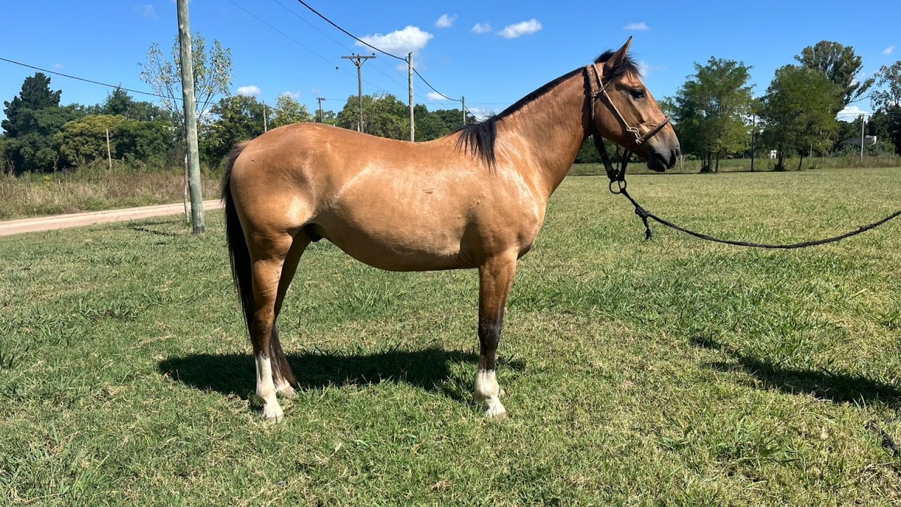 Caballo Gateado criollo puro con papeles manso - $3.600.000 - LOSEQUINOS.COM