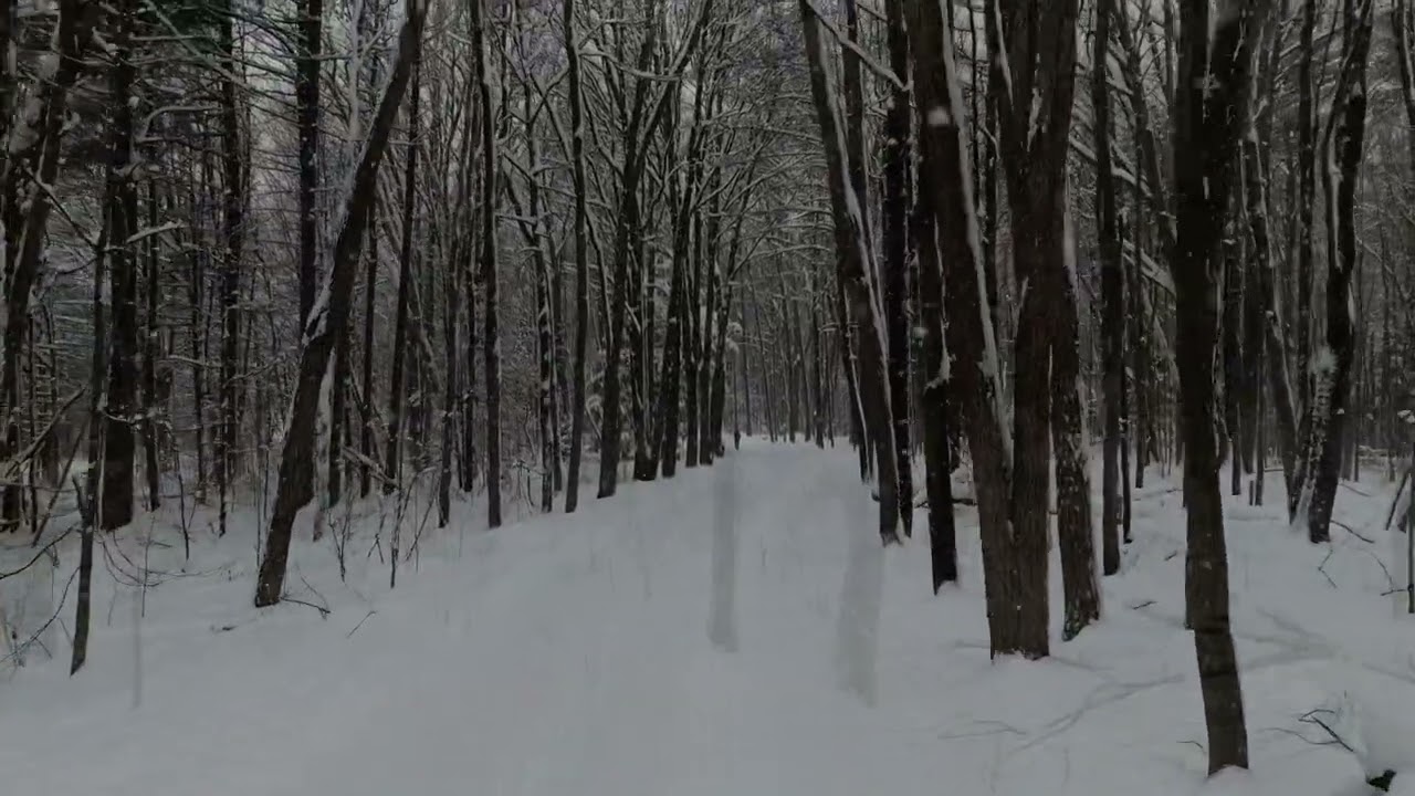 Snow Day in the Woods