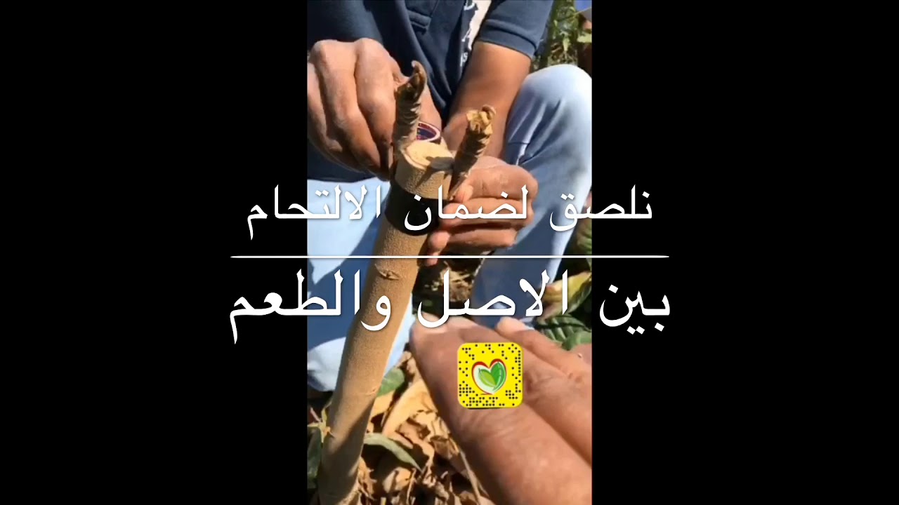تطعيم شجرة اللوز