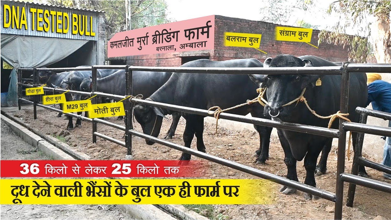 36 किलो से लेकर 25 किलो तक दूध देने वाली भैंसों के बुल || KAMALJEET MURRA BREEDING FARM