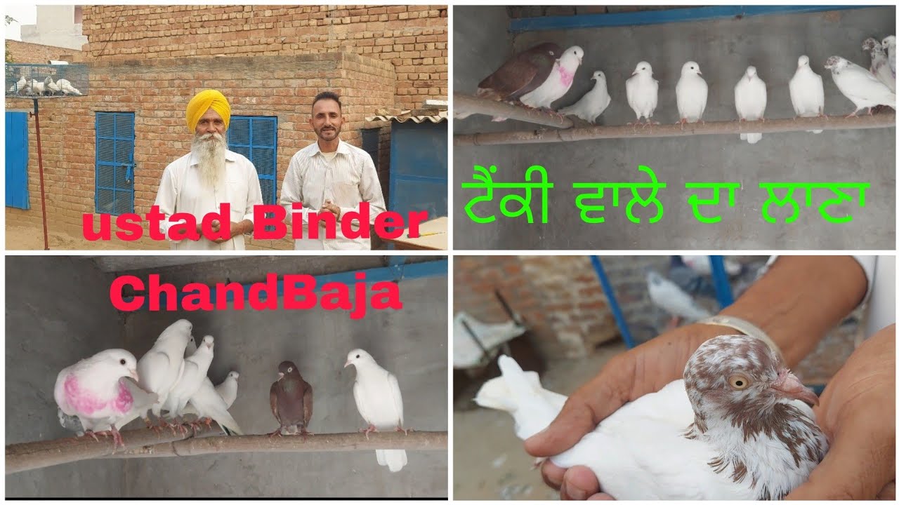 ਉਸਤਾਦ ਬਿੰਦਰ ਚੰਦ ਬਾਜਾ ਦੇ ਕਬੂਤਰ ਤੇ ਗੱਲਬਾਤ। 9888306910