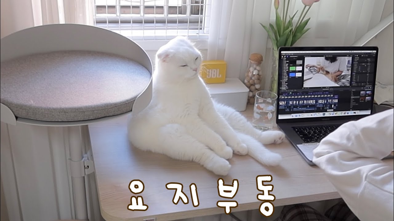 고양이때문에 일을 못하겠어요 ㅠㅠ (feat.일룸)