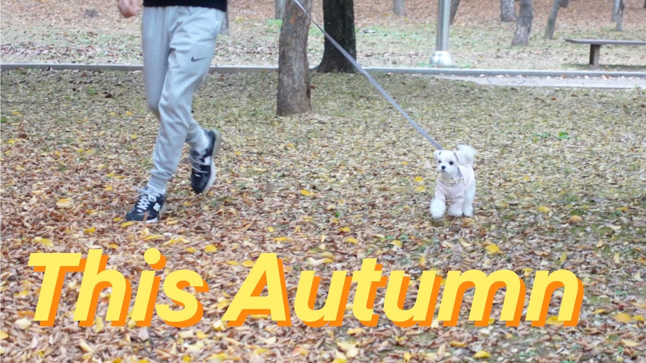 This Autumn / Korean gay couple vlog, Un&Yul / 2023 가을 / 한국 게이커플 브이로그 운&율 [Eng Sub]