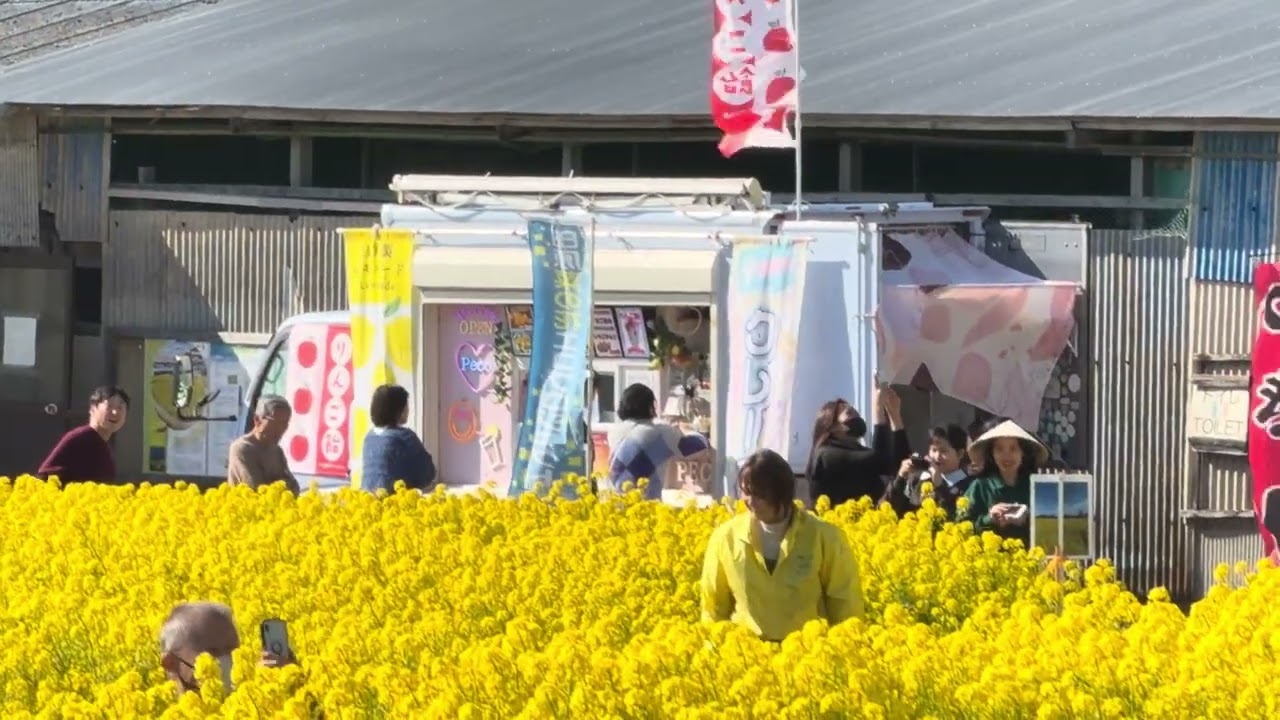菜の花　渥美半島　2026年