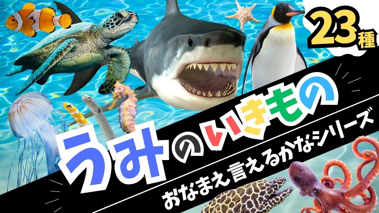 【海の生き物の名前を覚えよう☆全２３種☆】お名前言えるかなシリーズ！知育