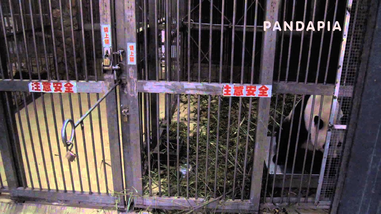 pandapia 20140327-A0833-飼養工作-愛浜發情行爲