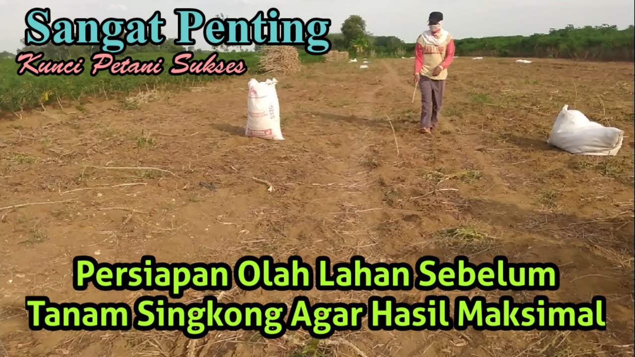 Kunci Petani Sukses, Cara Pengolahan Lahan Yang Tepat Sebelum Tanam Singkong