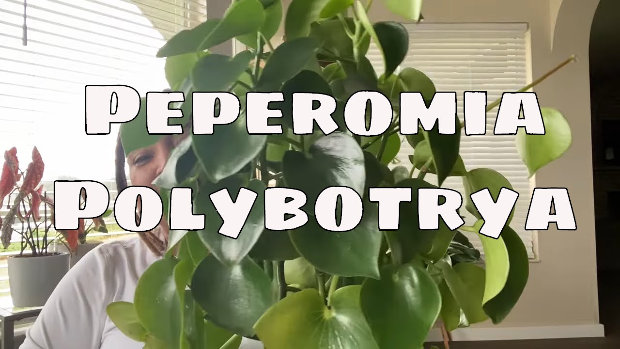 Peperomia Polybotrya Care Tips Costa Farms Trending Tropicals Peperomia Raindrop House Plant Care