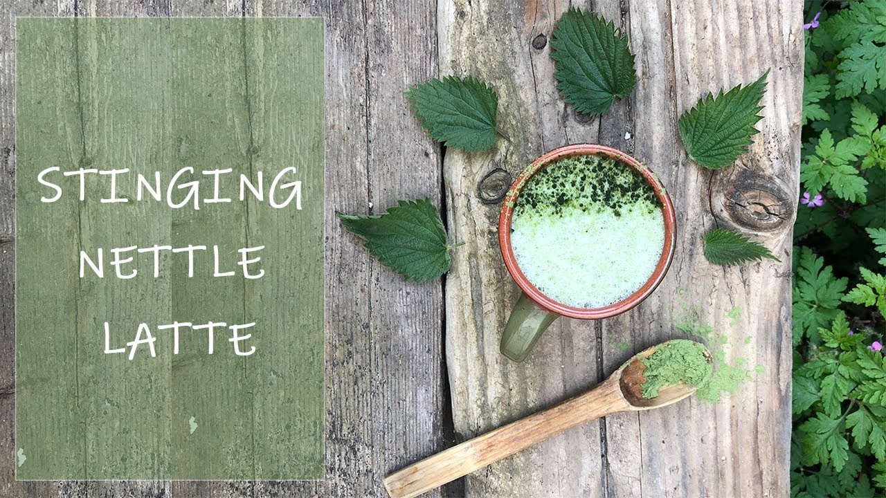 Stinging Nettle Latte - More Health Benefits Than Nettle Tea!