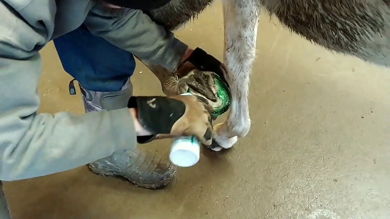 My horse has sore feet...what do I do?