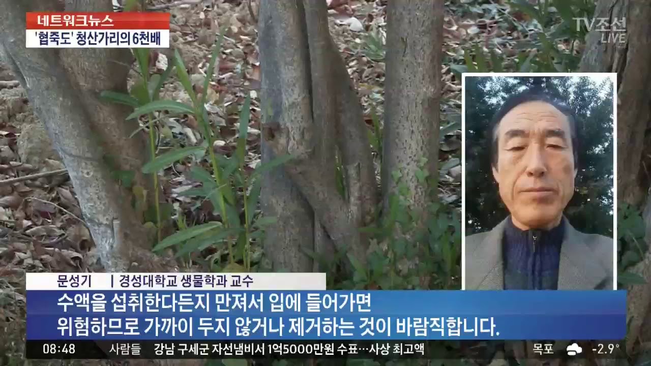 초등학교 앞에 '청산가리 6천배' 독나무&hellip;주민 불안 호소
