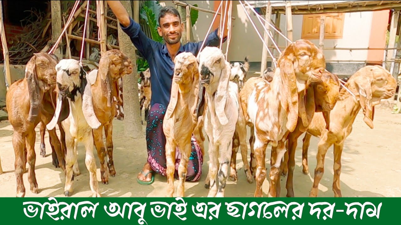 ভাইরাল আবু ভাই-এর কোয়ালিটি ফুল বাচ্চা ছাগলের দর-দাম | Baby goat price from Natore | #goat