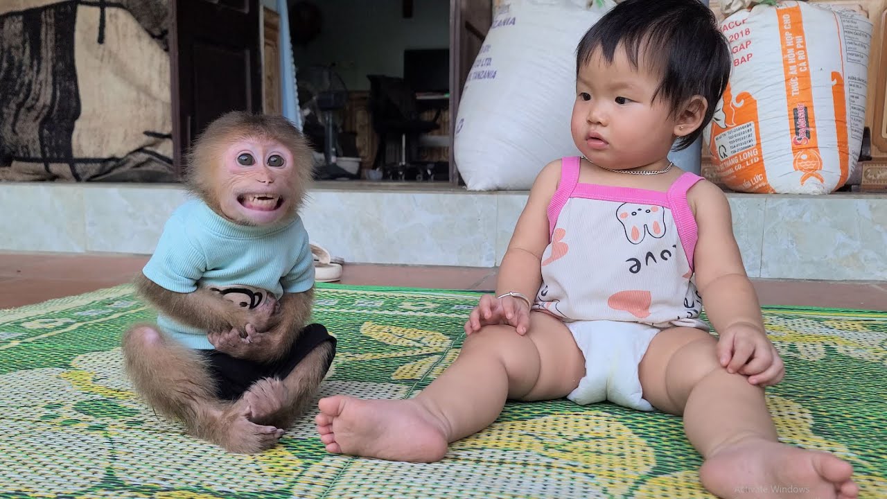 Monkey David takes care of the baby and is rewarded with special jackfruit by his mother