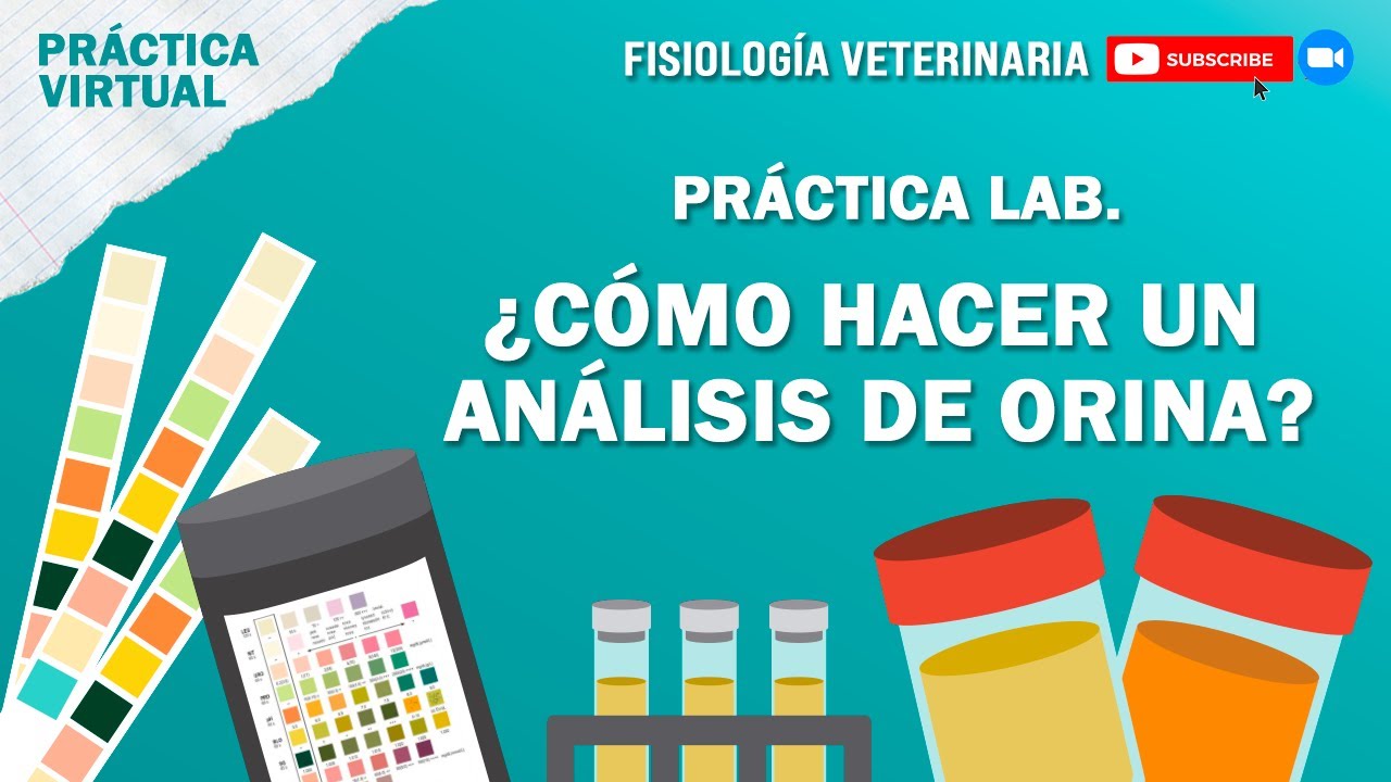 FISIO1_PRACTICA_ANALISIS DE ORINA